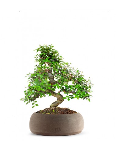 Olmo bonsai  M