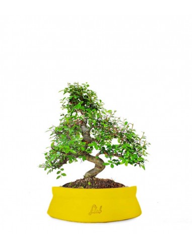 Olmo bonsai  M