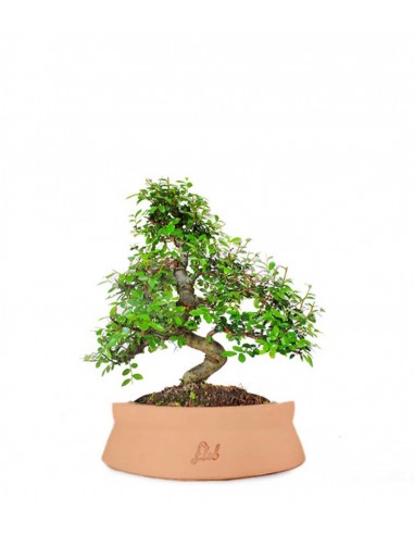 Olmo bonsai  M