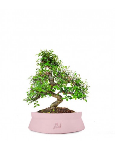 Olmo bonsai  M