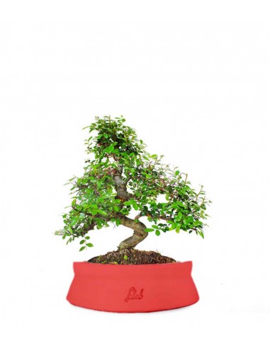 Olmo bonsai  M