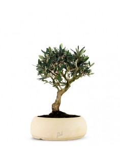 Olivo M