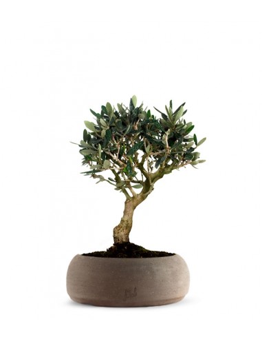 Olivo M