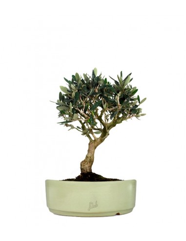 Olivo M