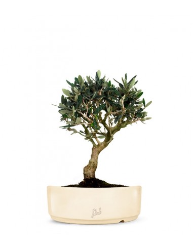 Olivo M