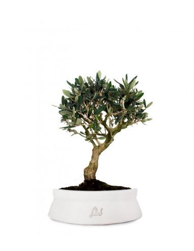 Olivo M