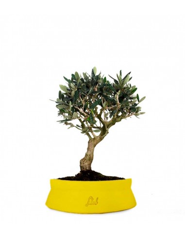 Olivo M