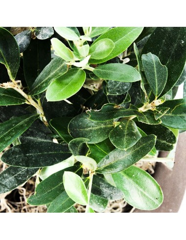 Olivo M