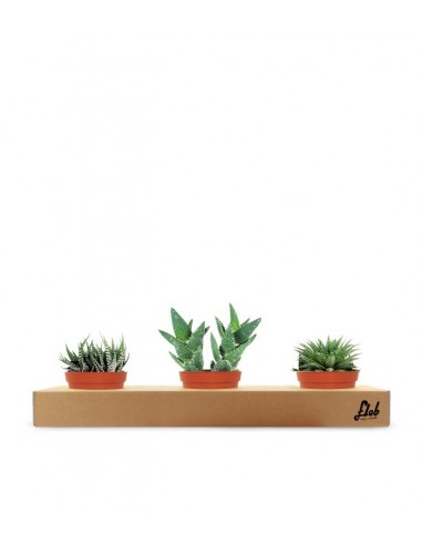 Aloe Sweet Tris