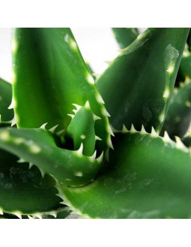 Aloe Sweet Tris