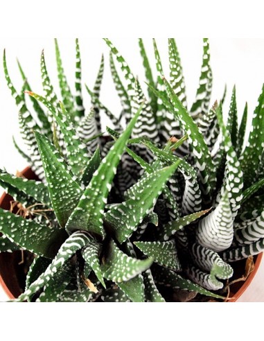 Aloe Sweet Tris