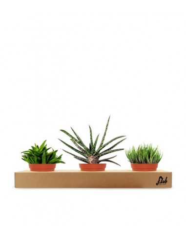 Green succulent tris
