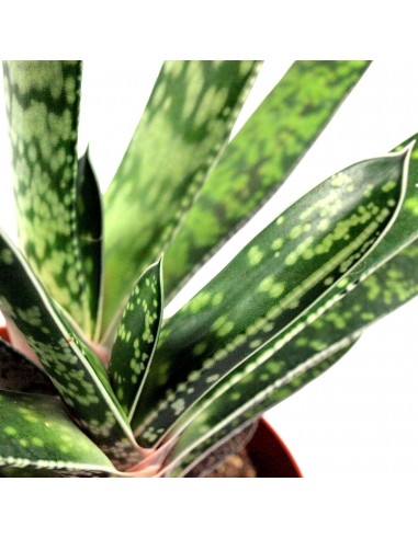 Green succulent tris
