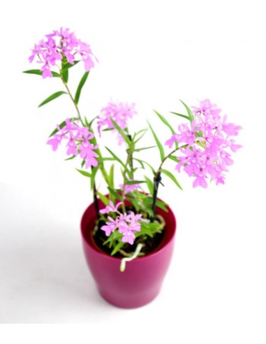 Epidendro rosa
