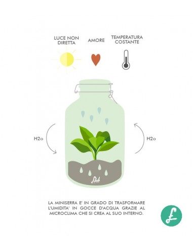 Chamadorea in terrario