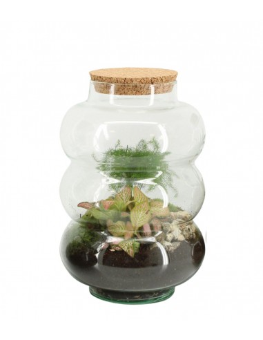 Asparagina in vetro con fittonia