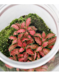 Fittonia in barattolo  2
