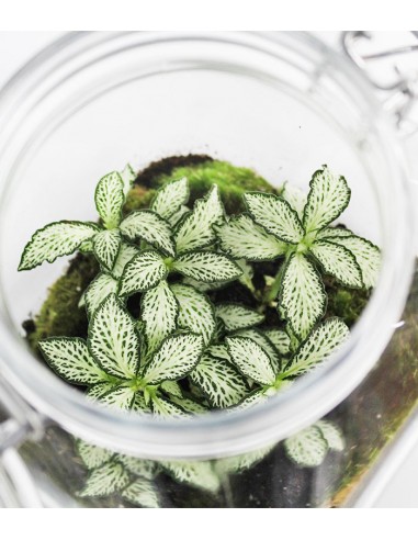 Fittonia in barattolo 