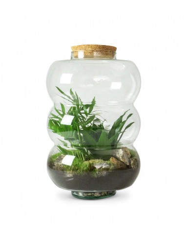 Terrario di vetro con chamaedorea