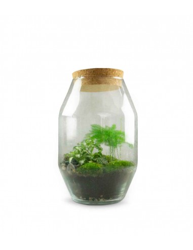 Terrarium in vetro con asparagina 