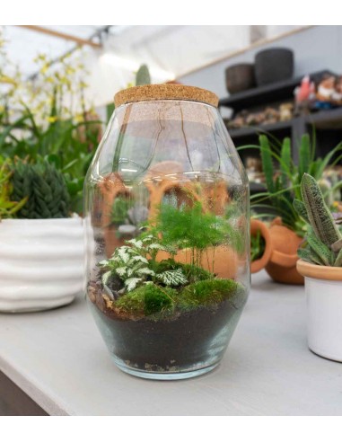 Terrarium in vetro con asparagina 