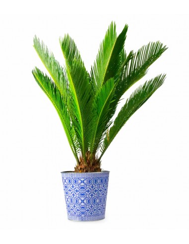 Cycas pianta Ø 17