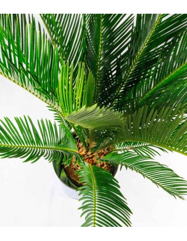 Cycas pianta Ø 17