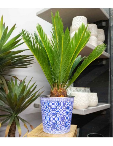 Cycas pianta Ø 17