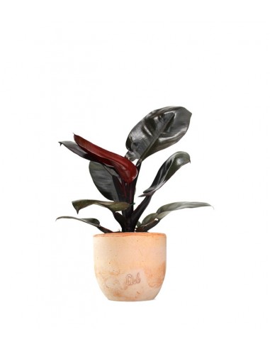 Filodendro Imperial Red