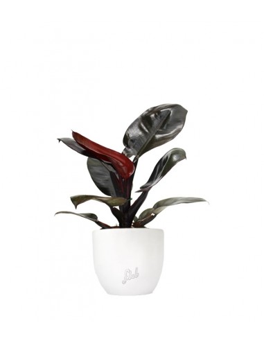 Filodendro Imperial Red