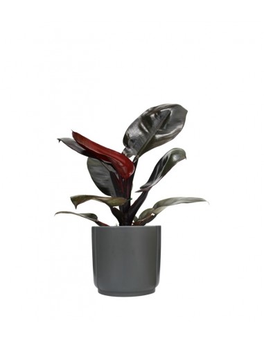 Filodendro Imperial Red
