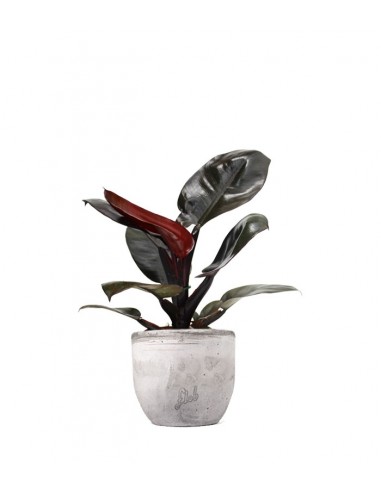 Filodendro Imperial Red