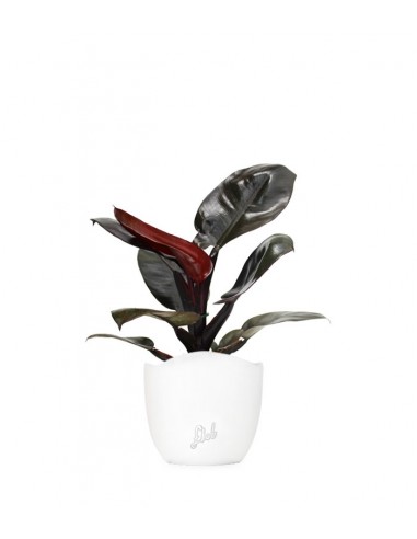 Filodendro Imperial Red