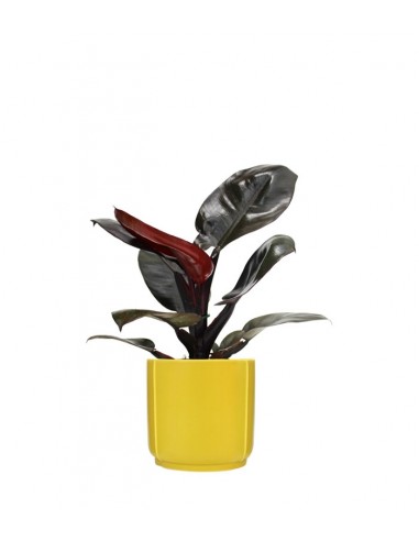 Filodendro Imperial Red