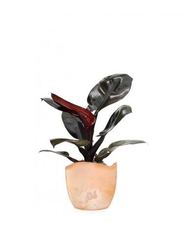 Filodendro Imperial Red
