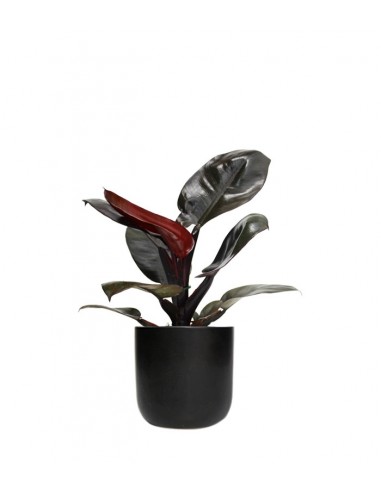 Filodendro Imperial Red