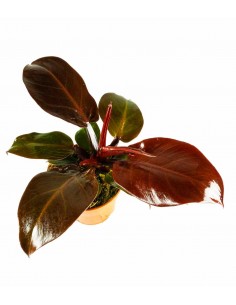 Filodendro Imperial Red 2