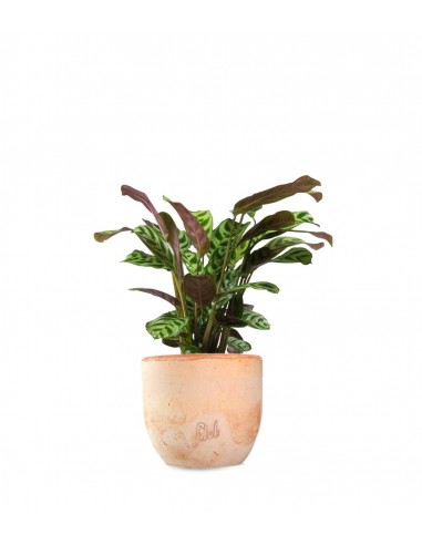 Calathea | Calathea makoyana o maranta 