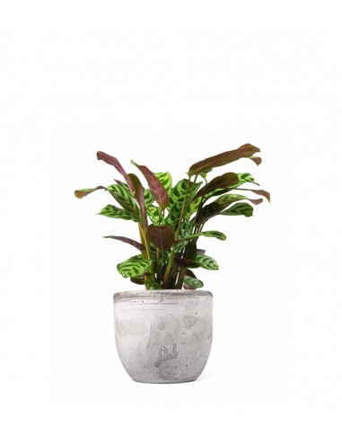 Calathea | Calathea makoyana o maranta 