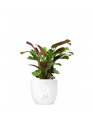 Calathea | Calathea makoyana o maranta 
