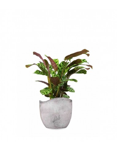 Calathea | Calathea makoyana o maranta 