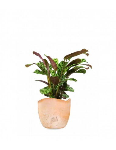 Calathea | Calathea makoyana o maranta 