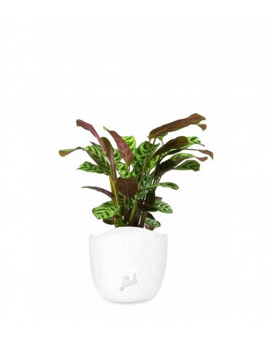 Calathea | Calathea makoyana o maranta 