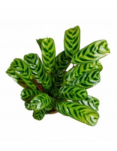 Calathea | Calathea... 2