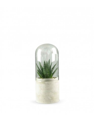 Aloe in capsula