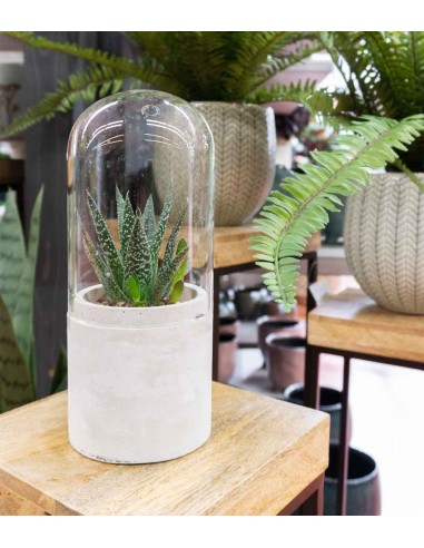 Aloe in capsula