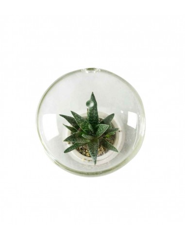 Aloe in capsula