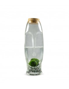 Marimo con vaso di vetro di...