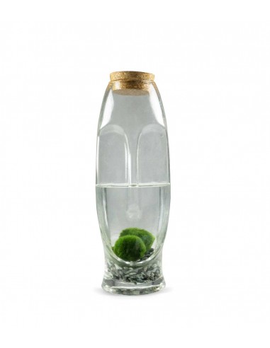 Marimo con vaso di vetro di design
