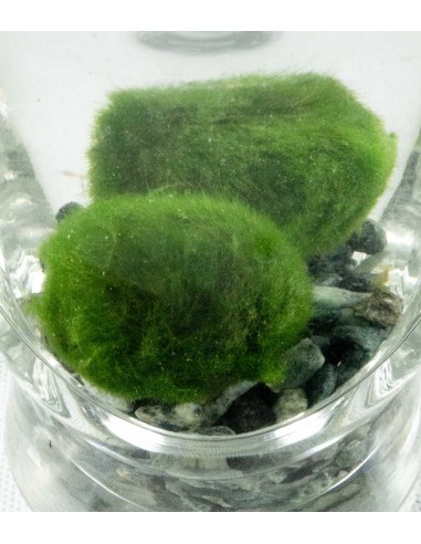 Marimo con vaso di vetro di design